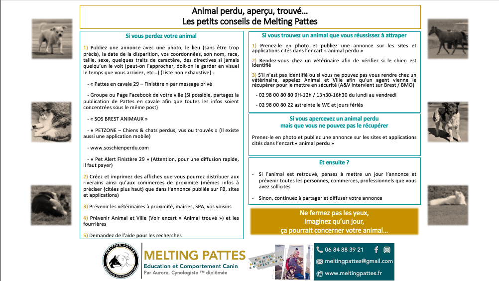 articles-conseils-chien-perdu-trouvé-aperçu.png