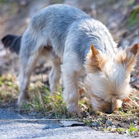 articles-laisse-moi-renifler-chien