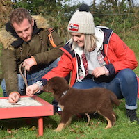 galerie-photos-vidéos-école-du-chiot